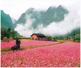 Hà Giang Mùa Hoa Tam Giác Mạch